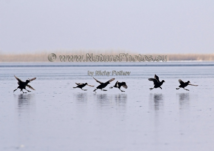 WildLife Photos of Birds, Rails & Crakes, Common Coot, Fulica atra